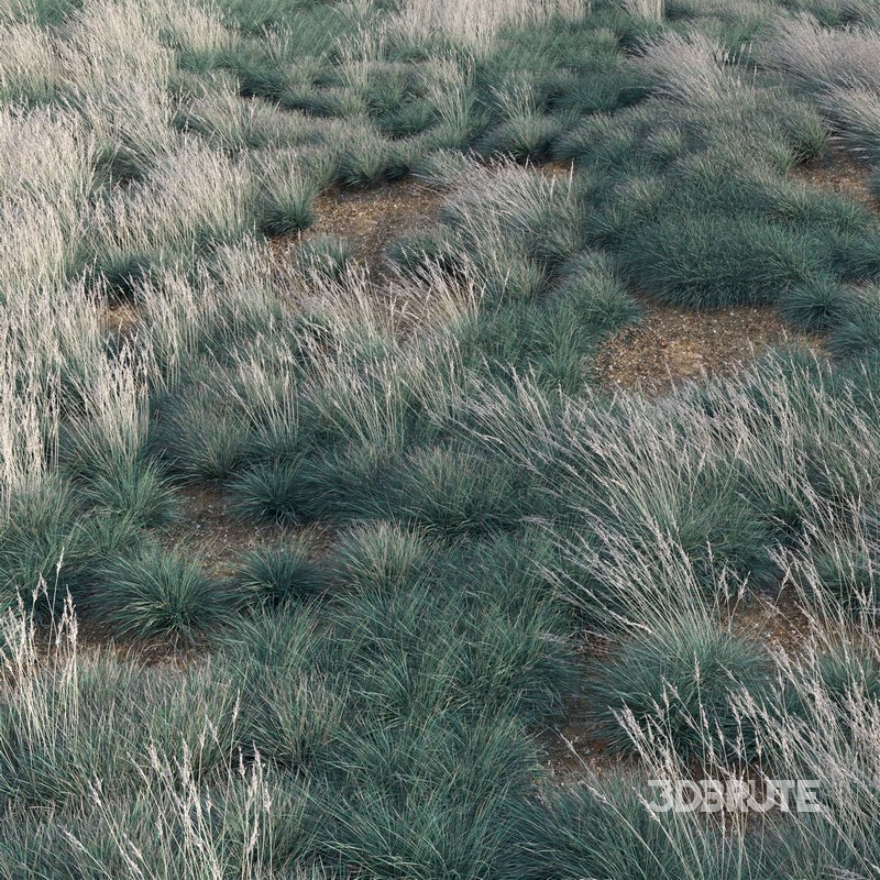 Helictotrichon sempervirens – Blue Oat Grass 03 Image 3