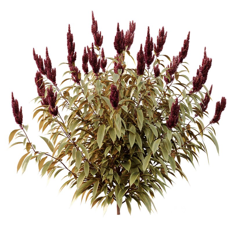 Set of Plant Princes Feather06 -Amaranthus hypochondriacus Image 3