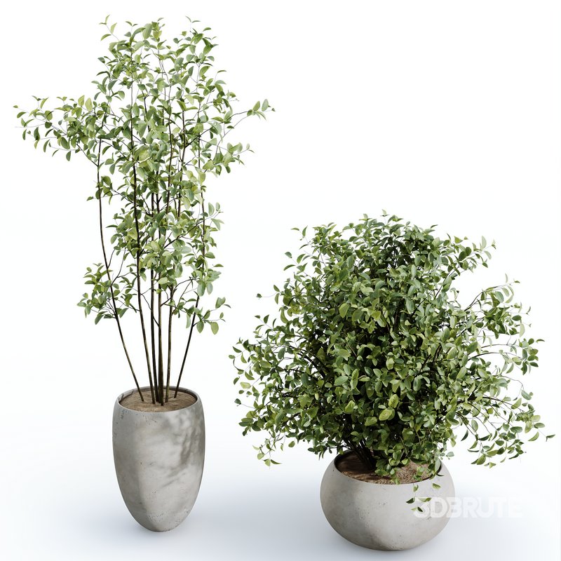 AV Indoor plants set 170 Beech Olea Europaea Olive Eucalyptu Joyplants and Arbequina Wilsonii Chemlali Olive Image 2