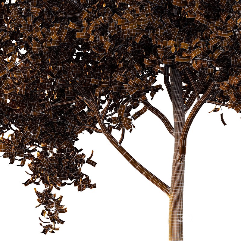 Ilex Mucronata Plant Mountain holly 01 -2 trees Image 3