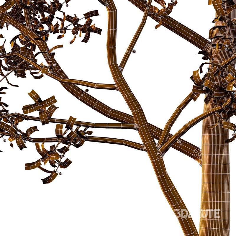 Ilex Mucronata Plant Mountain holly 02 -2 trees Image 4