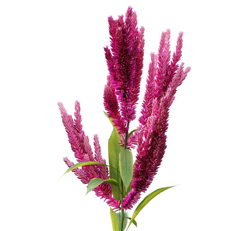 Set of Plant Princes Feather02 -Amaranthus hypochondriacus Image 4