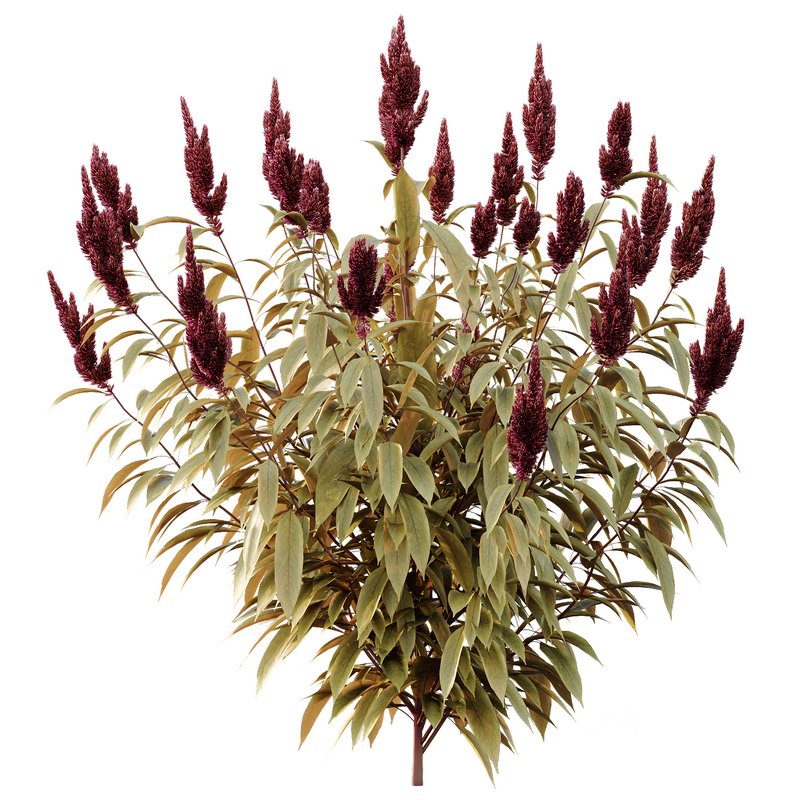 Set of Plant Princes Feather06 -Amaranthus hypochondriacus Image 4