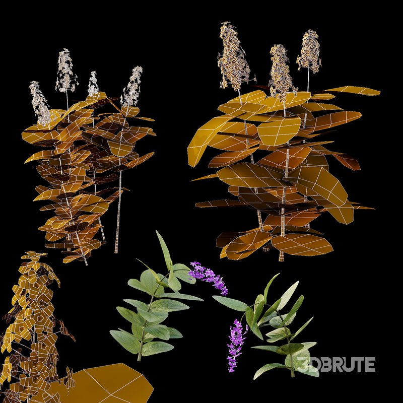 Tibouchina Semidecandra Grass 01 Image 3