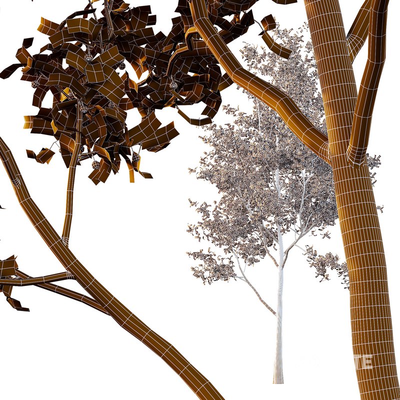 Ilex Mucronata Plant Mountain holly 04 -3 trees Image 4