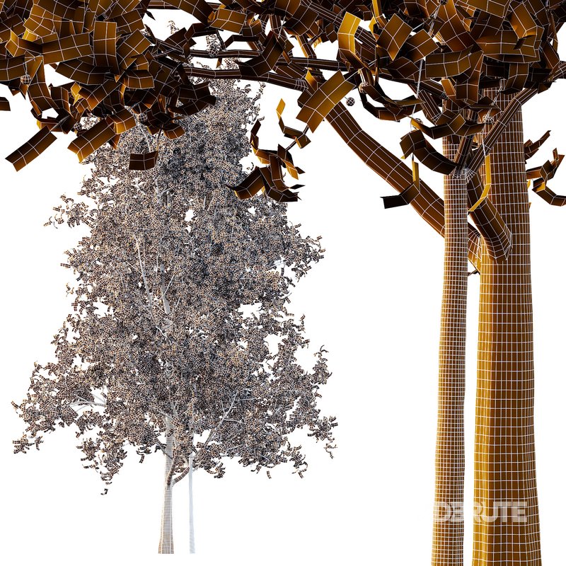 Ilex Mucronata Plant Mountain holly 05 -2 trees Image 3