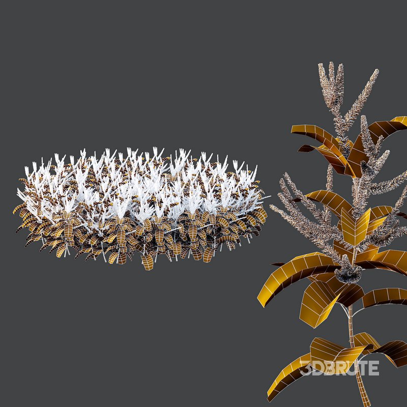 Set of Plant Princes Feather01 -Amaranthus hypochondriacus Image 4