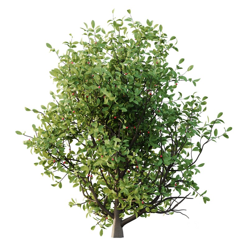 Ilex Mucronata Plant Mountain holly 08 (5 bushes) Image 3