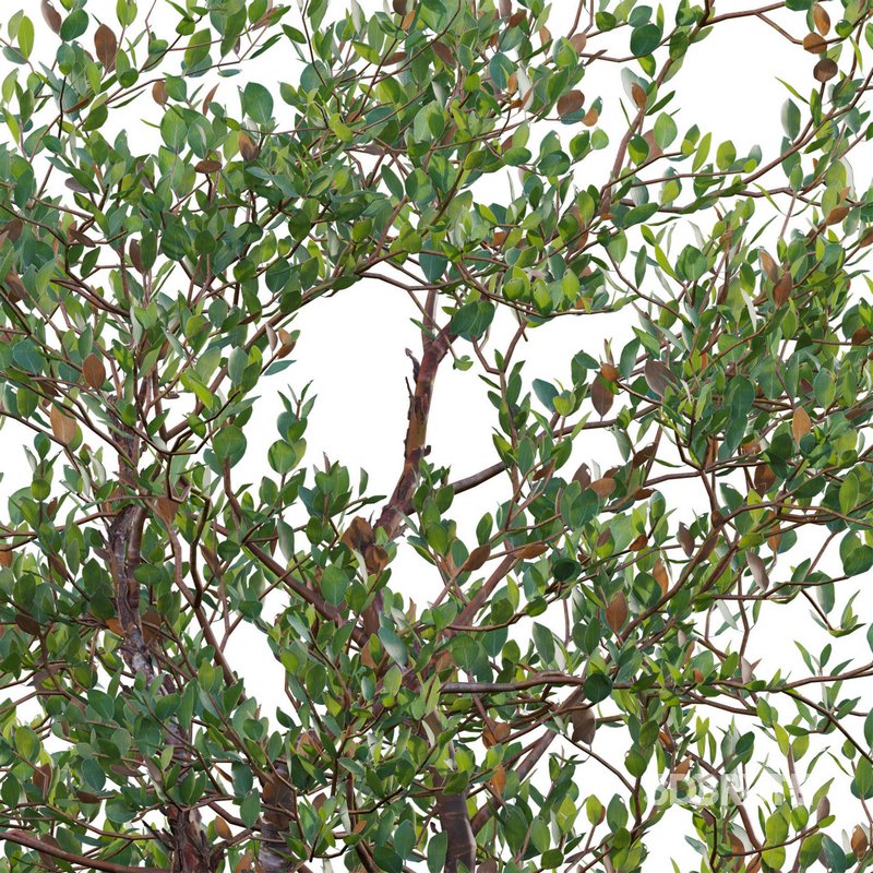 Arctostaphylos manzanita – Common Manzanita Image 3