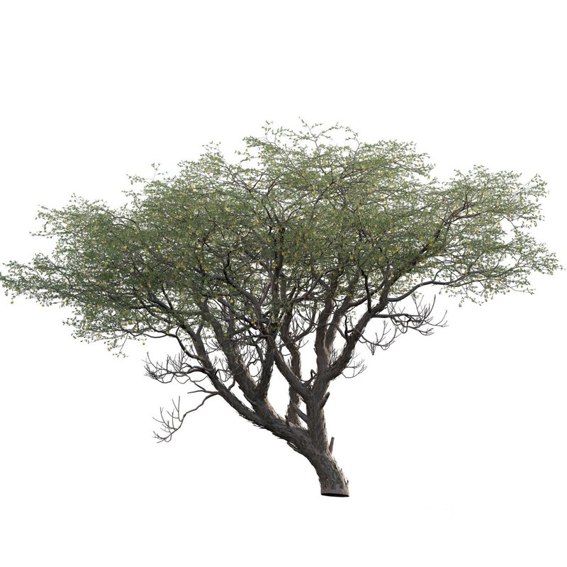 Vachellia erioloba – Camel thorn 01 Image 2