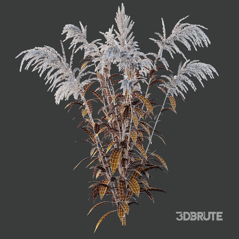 Set of Plant Princes Feather03 -Amaranthus hypochondriacus Image 4