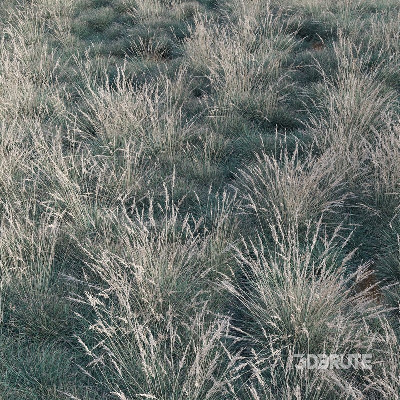 Helictotrichon sempervirens – Blue Oat Grass Image 4