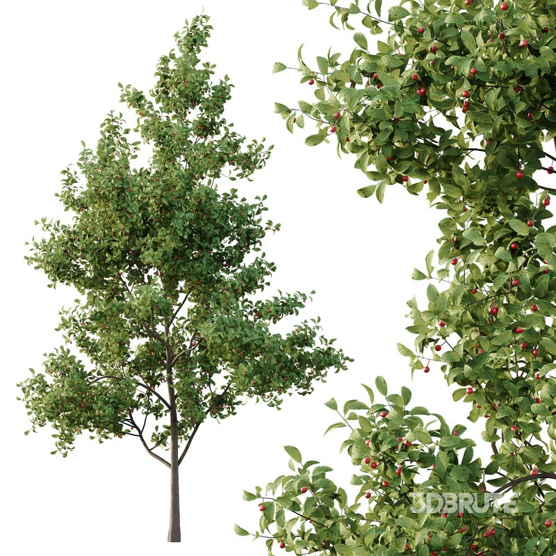 Ilex Mucronata Plant Mountain holly 03 -3 trees Image 2