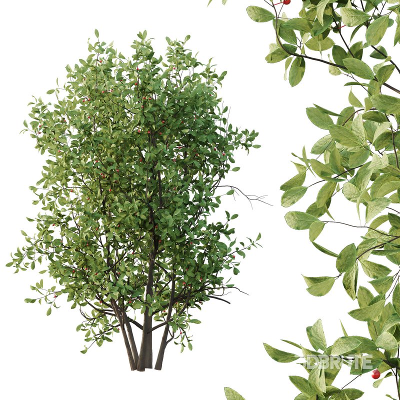 Ilex Mucronata Plant Mountain holly 07 (5 Bush) Image 5