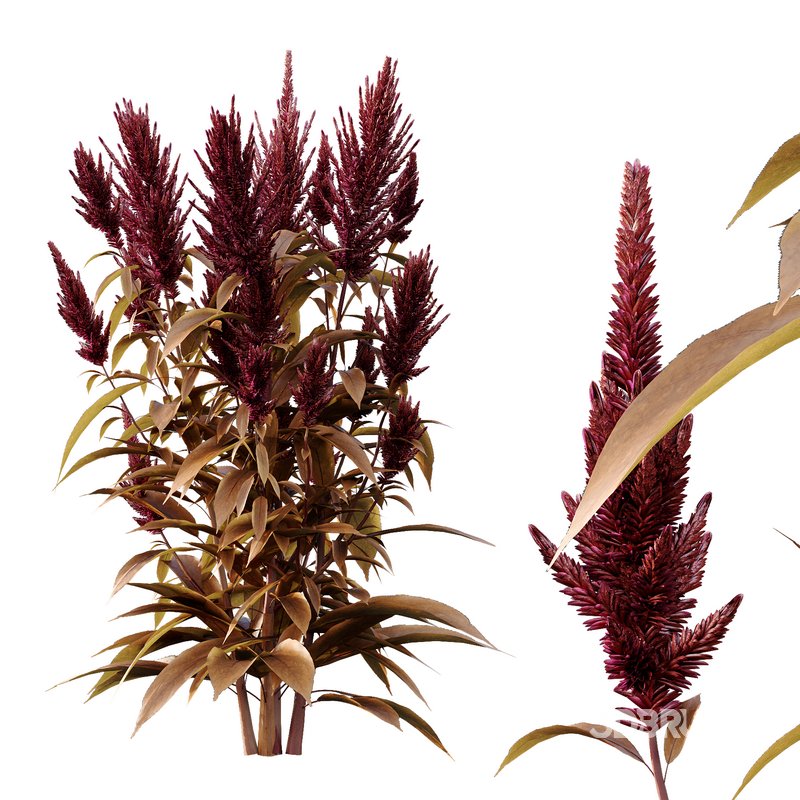 Set of Plant Princes Feather07 -Amaranthus hypochondriacus Image 3