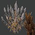 Set of Plant Princes Feather04 Amaranthus hypochondriacus - Thumbnail 4