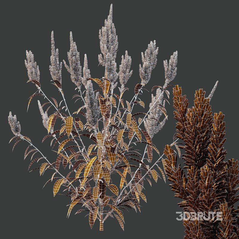 Set of Plant Princes Feather04 Amaranthus hypochondriacus Image 4