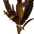 Set of Plant Princes Feather02 -Amaranthus hypochondriacus - Thumbnail 5