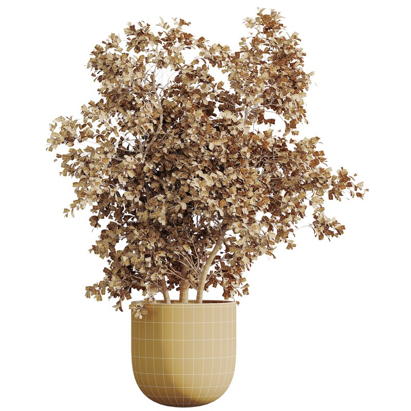 AV HousePlants Mission Kalamata Leccino Arbequina Wilsonii Chemlali Olive Set53 Image 4