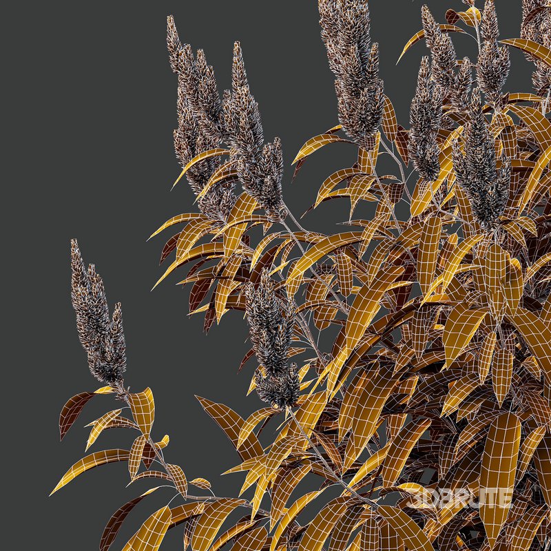 Set of Plant Princes Feather06 -Amaranthus hypochondriacus Image 5