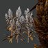 Set of Plant Princes Feather07 -Amaranthus hypochondriacus - Thumbnail 4