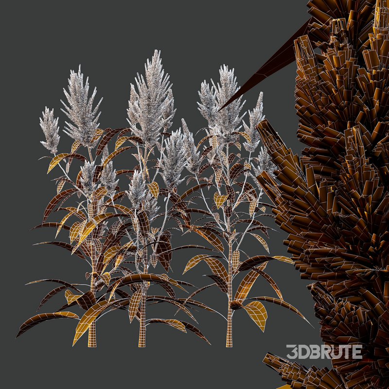 Set of Plant Princes Feather07 -Amaranthus hypochondriacus Image 4