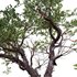 Arctostaphylos manzanita – Common Manzanita - Thumbnail 4