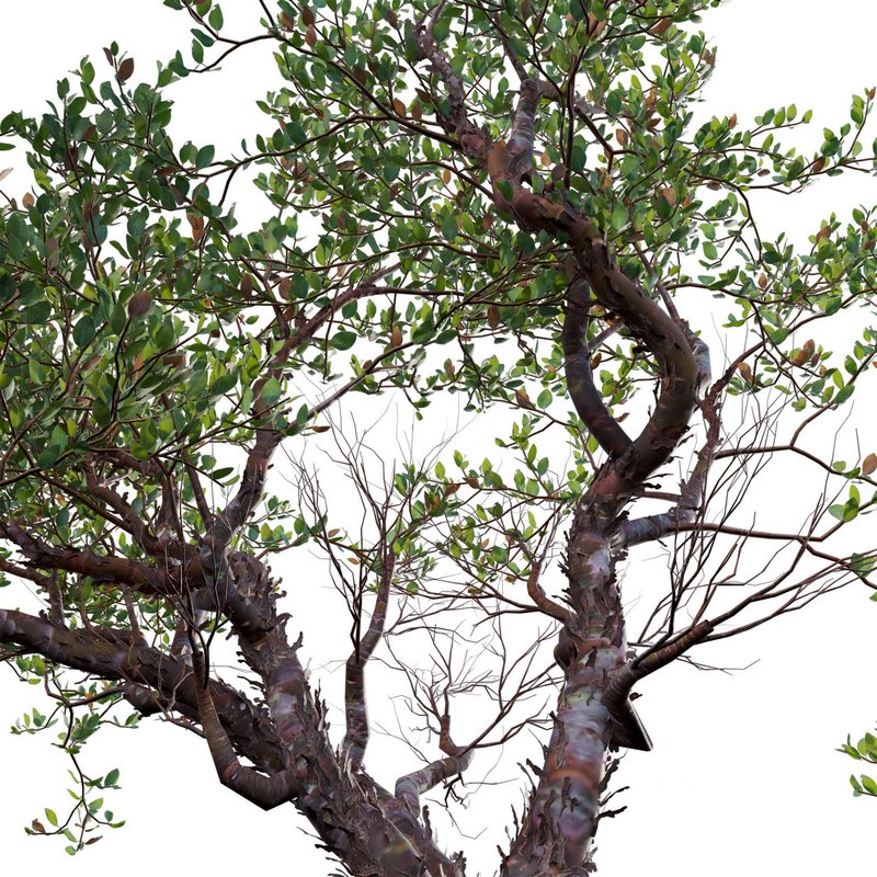Arctostaphylos manzanita – Common Manzanita Image 4
