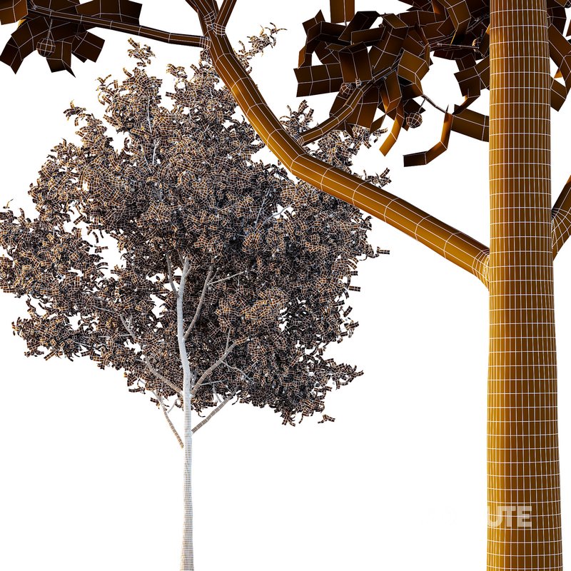 Ilex Mucronata Plant Mountain holly 03 -3 trees Image 5