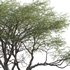 Vachellia erioloba – Camel thorn 01 - Thumbnail 3