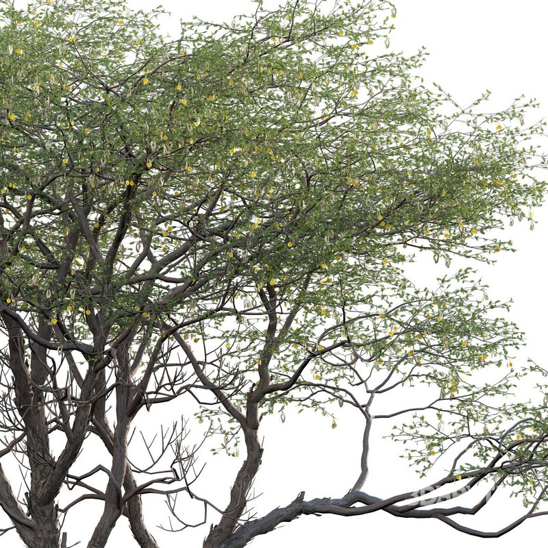 Vachellia erioloba – Camel thorn 01 Image 3