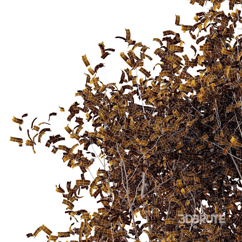 Ilex Mucronata Plant Mountain holly 06 (2 Bush) Image 5