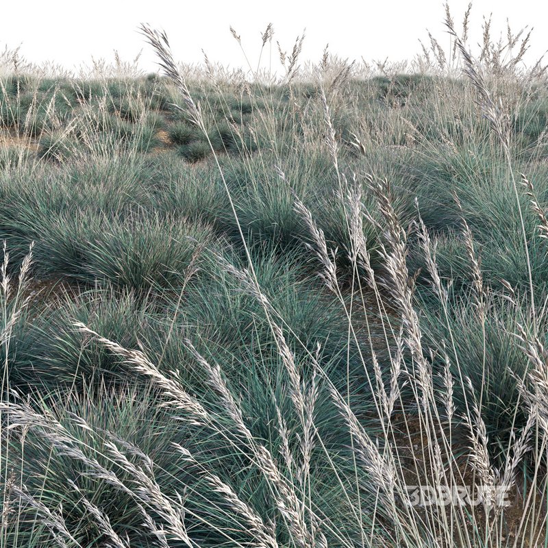 Helictotrichon sempervirens – Blue Oat Grass Image 5