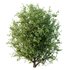 Ilex Mucronata Plant Mountain holly 08 (5 bushes) - Thumbnail 5