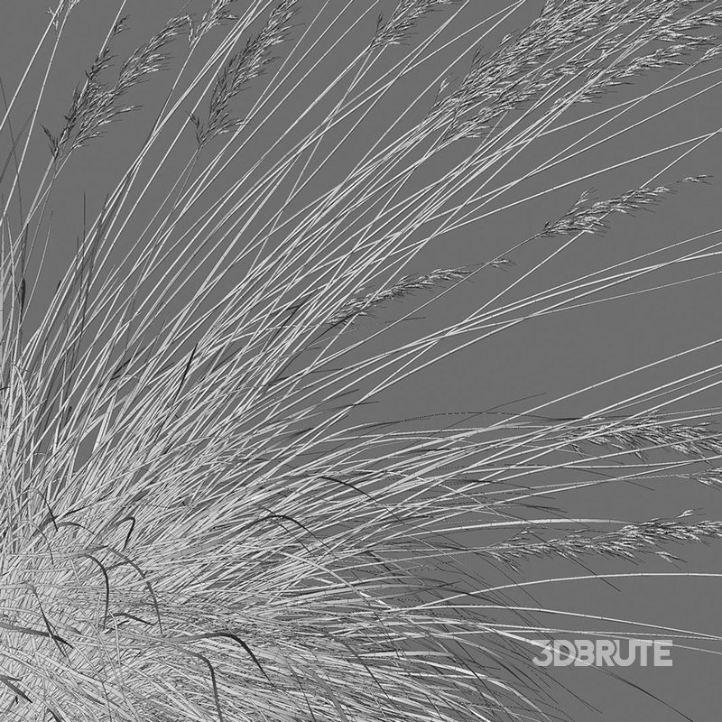 Helictotrichon sempervirens – Blue Oat Grass Image 6