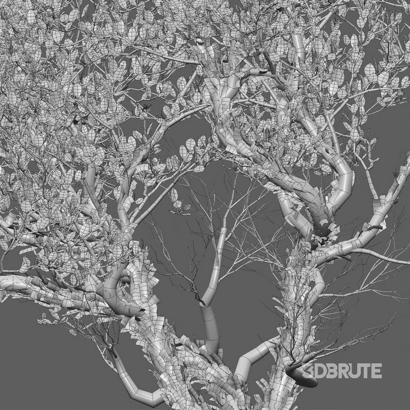 Arctostaphylos manzanita – Common Manzanita Image 5