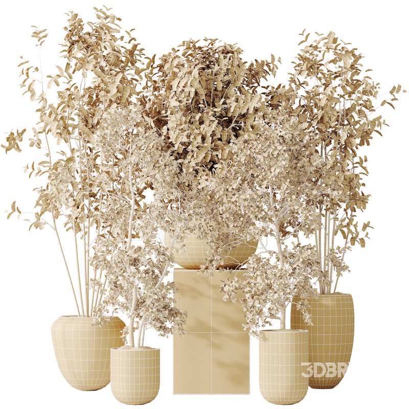 AV Indoor plants set 170 Beech Olea Europaea Olive Eucalyptu Joyplants and Arbequina Wilsonii Chemlali Olive Image 6