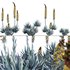 Agave Blue Flame - Thumbnail 1