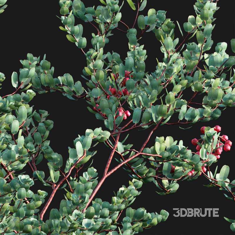 Arctostaphylos glauca ?C Big Berry Manzanita 03 Image 3