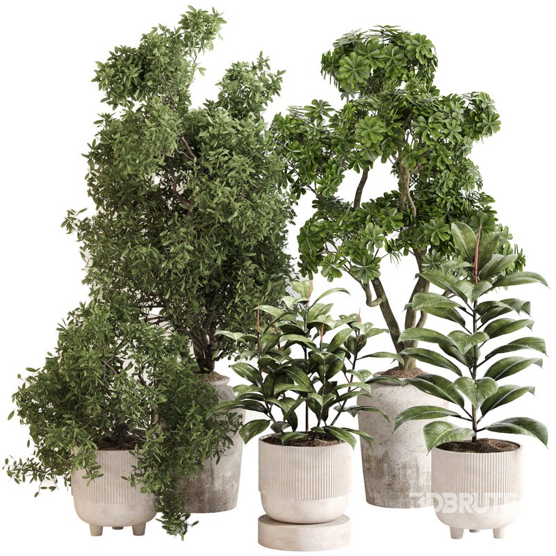 Indoor Plant Set 0141 Image 5