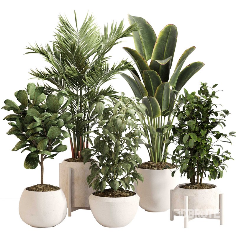 Indoor Plant Set 0147 Image 1