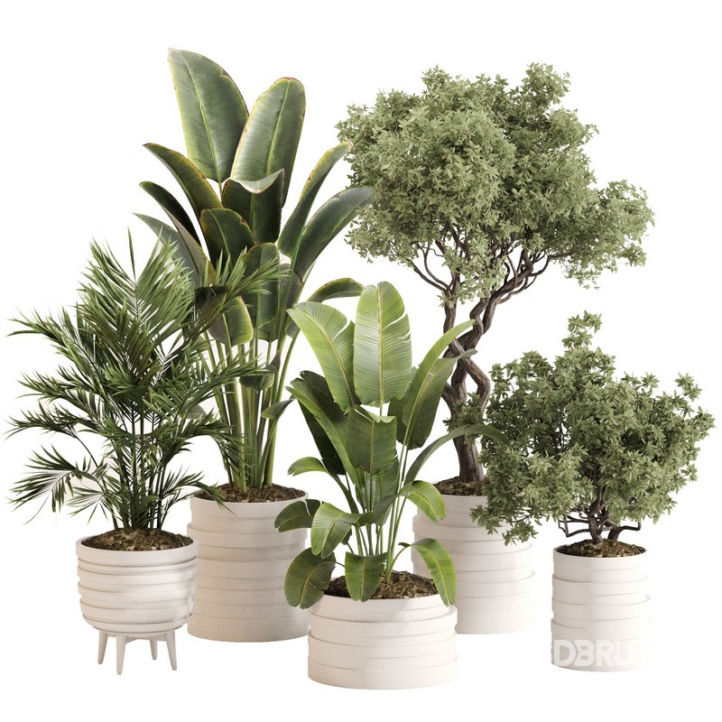 Indoor Plant Set 0142 Image 1