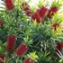 Callistemon Citrinus Little John – Little John Dwarf Red Bottlebrush - Thumbnail 2