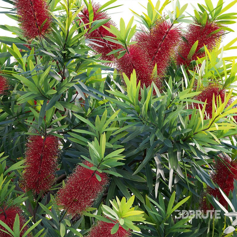 Callistemon Citrinus Little John – Little John Dwarf Red Bottlebrush Image 2