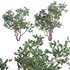 Arctostaphylos glauca ?C Big Berry Manzanita 02 - Thumbnail 1