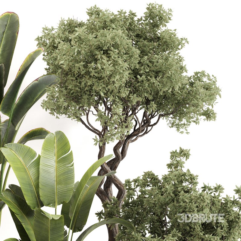 Indoor Plant Set 0142 Image 4