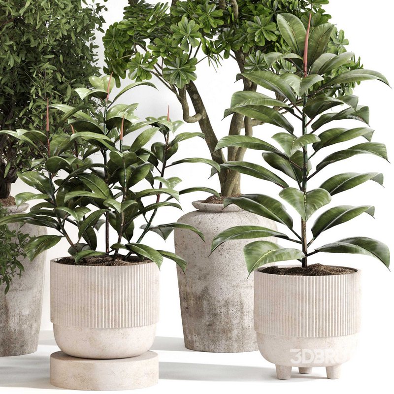 Indoor Plant Set 0141 Image 1