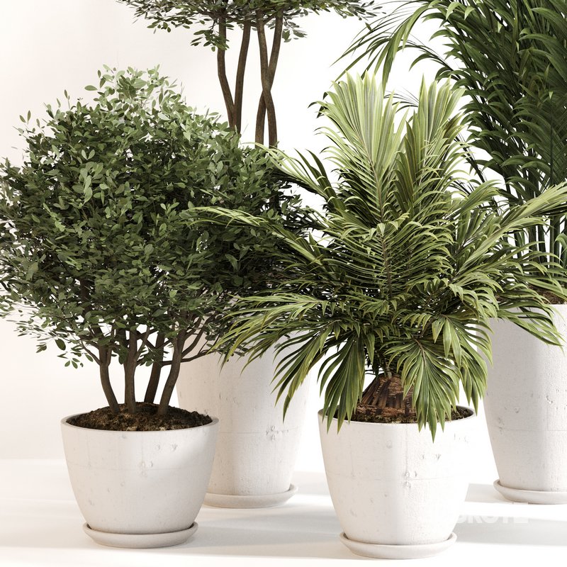 Indoor Plant Set 0144 Image 5