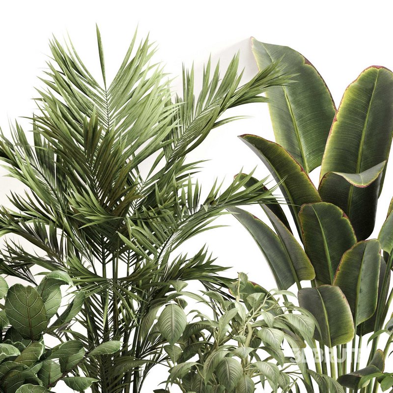 Indoor Plant Set 0147 Image 3