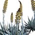Agave Blue Flame - Thumbnail 3